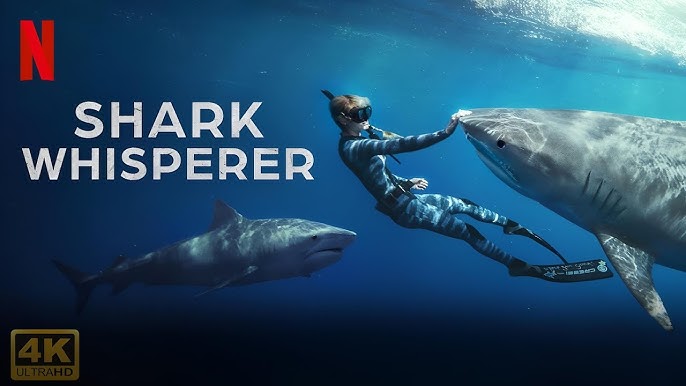 สำหรับคนรักสารคดี Shark Whisperer (2025) คือความงดงามทางภาพ แต่ถ้ามองในฐานะหนังเต็ม ๆ อาจรู้สึกว่ามีจังหวะเนือยเกินไป